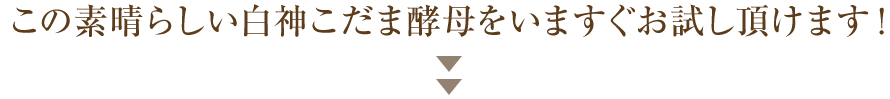 この素晴らしい白神こだま酵母をいますぐお試し頂けます！