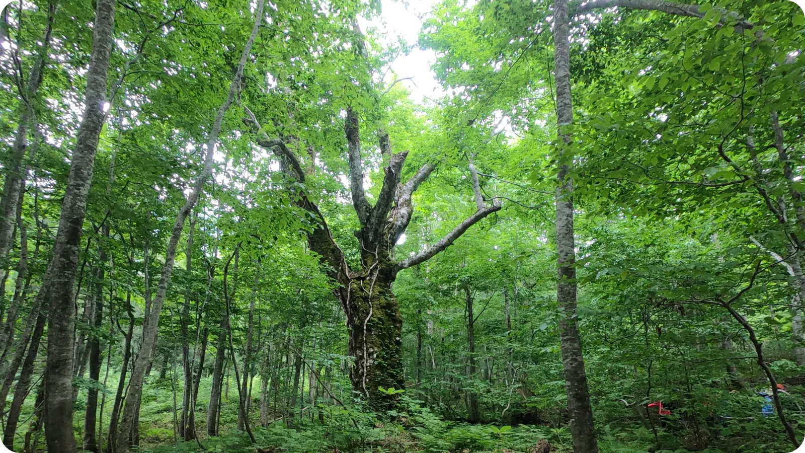 白神山地（画像はイメージです）